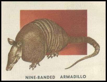 164 Nine banded Armadillo